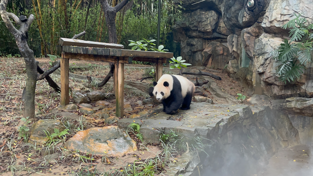 Giant Pandas at Guangzhou Chimelong Safari Park
