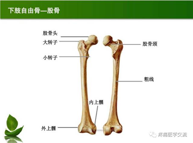 骨病專科骨骼解剖