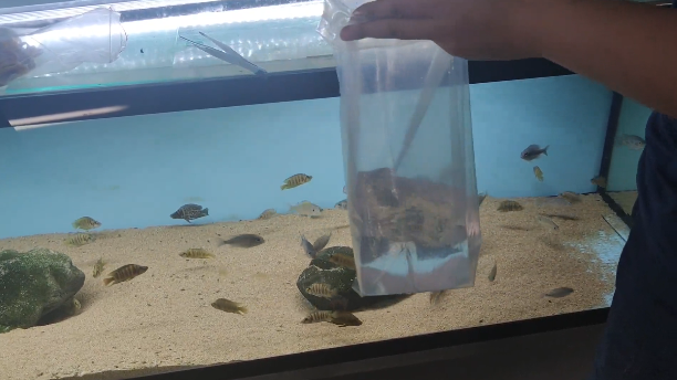 鱼只打包氧气比例_原生鱼快递打包_三湖鱼打包发货技巧