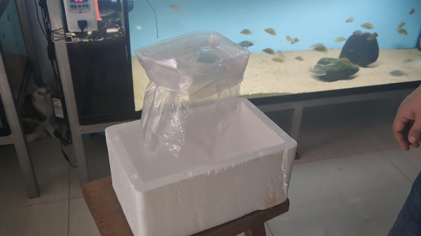 三湖鱼打包发货技巧_鱼只打包氧气比例_原生鱼快递打包