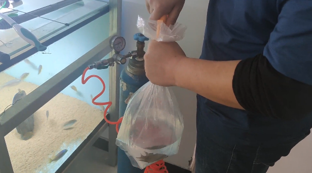 鱼只打包氧气比例_三湖鱼打包发货技巧_原生鱼快递打包