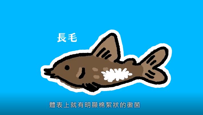 水族知识