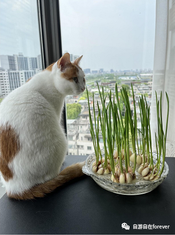 ���²�����