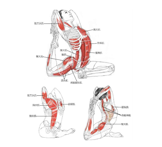 【瑜伽解剖】基础动作解剖图示(收藏版)