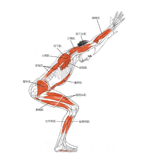 【瑜伽解剖】基础动作解剖图示(收藏版)