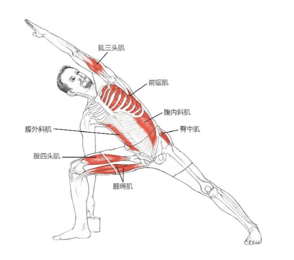 【瑜伽解剖】基础动作解剖图示(收藏版)