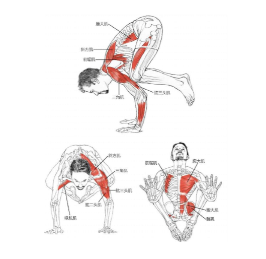 【瑜伽解剖】基础动作解剖图示(收藏版)