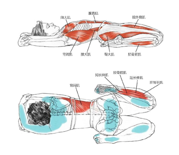 【瑜伽解剖】基础动作解剖图示(收藏版)