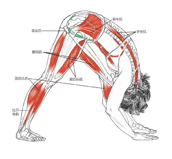 【瑜伽解剖】基础动作解剖图示(收藏版)