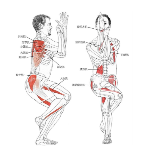 【瑜伽解剖】基础动作解剖图示(收藏版)