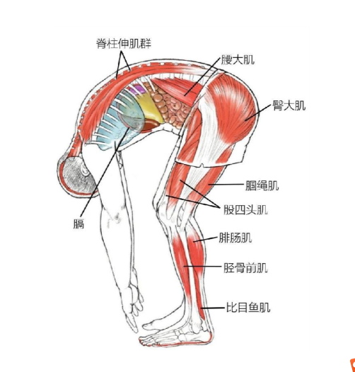 前屈解剖图图片