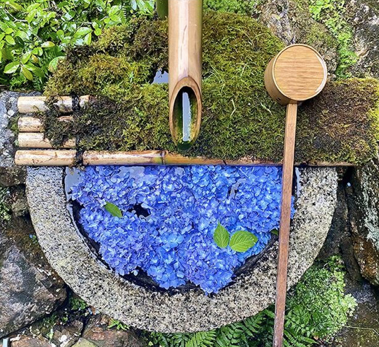 花开无尽夏 不去日本 最美的紫阳花海在哪儿看 柠檬资讯