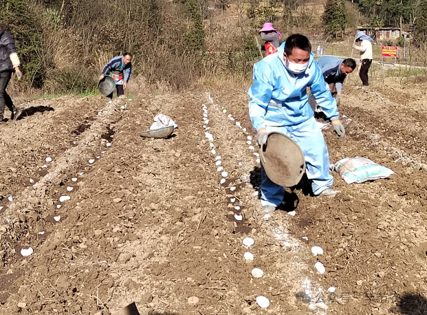 大方县开展马铃薯药剂拌种暨种植技术培训