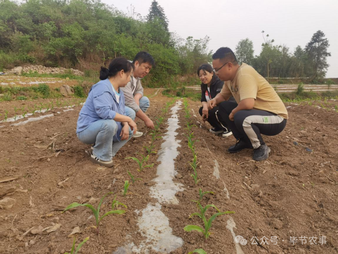 扎实做好粮油大面积单产提升行动确保秋粮获丰收