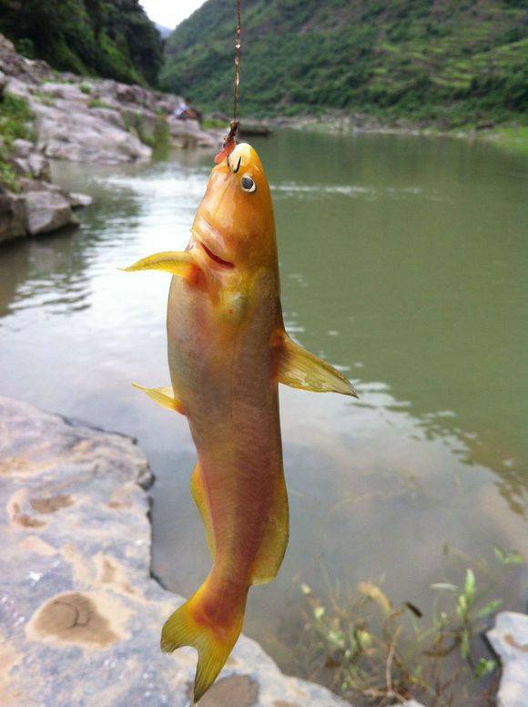 这是一个石头崖下的山涧,水质清澈澄碧,水底是落石枯叶,很适合野鱼
