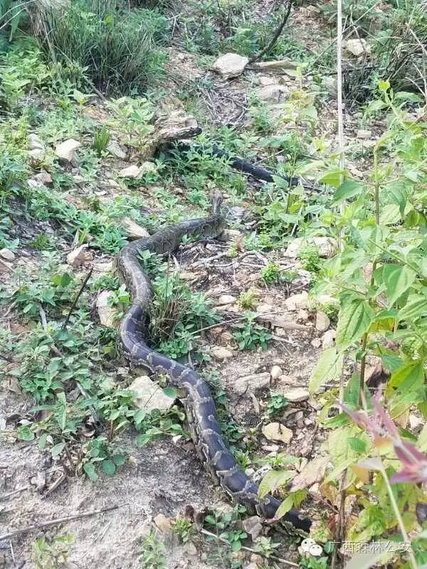 怕怕玉林惊现大蟒蛇长25米重约10公斤