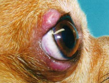 眼睑炎的诊断与治疗 美尼旺 微信公众号文章阅读 Wemp