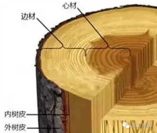 树干的横切面结构图图片
