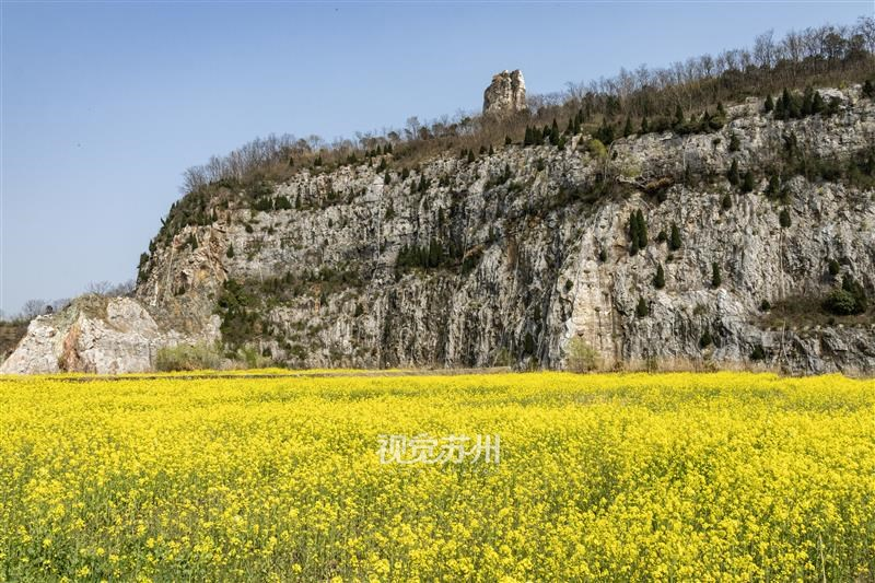 吴中区西山乌峰顶，一大片油菜花绽放，如金色的地毯铺满田野，令人陶醉。