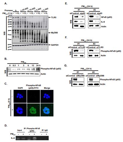 RayBiotech抗体芯片在PM2.5对炎症影响研究的应用(图5)