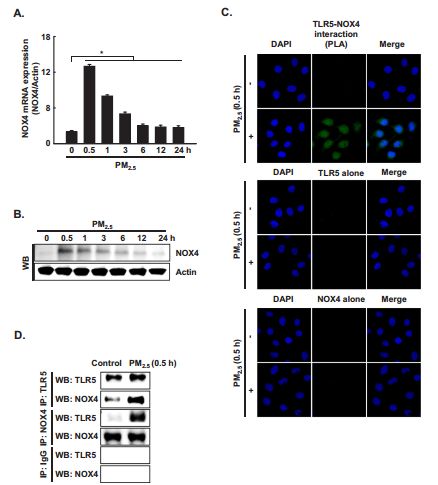 RayBiotech抗体芯片在PM2.5对炎症影响研究的应用(图6)