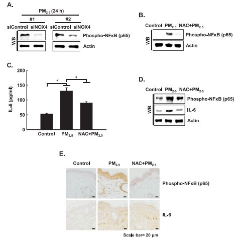 RayBiotech抗体芯片在PM2.5对炎症影响研究的应用(图7)