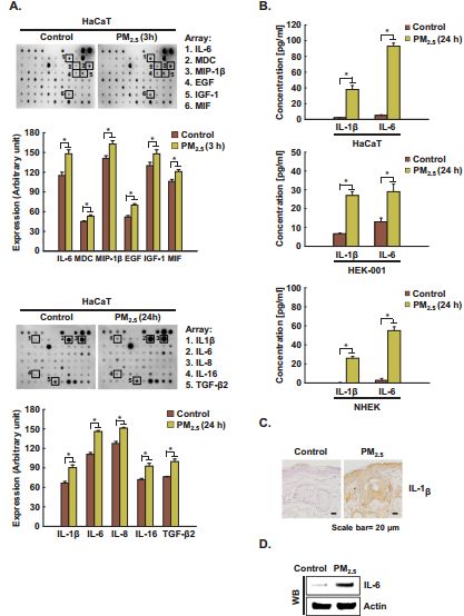RayBiotech抗体芯片在PM2.5对炎症影响研究的应用(图2)