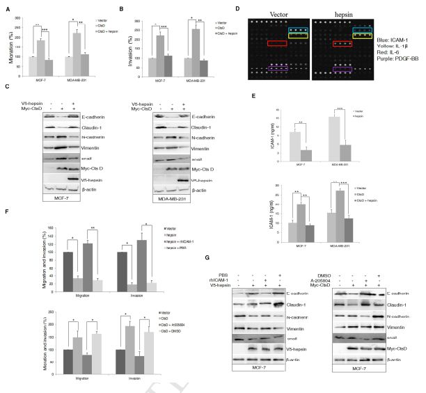 RayBiotech抗体芯片在组织蛋白酶D与hepsin泛素 - 蛋白酶体降解增强乳腺癌的侵袭和转移研究的应用(图6)