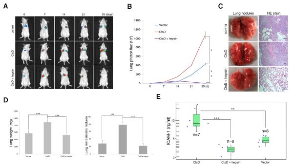 RayBiotech抗体芯片在组织蛋白酶D与hepsin泛素 - 蛋白酶体降解增强乳腺癌的侵袭和转移研究的应用(图7)