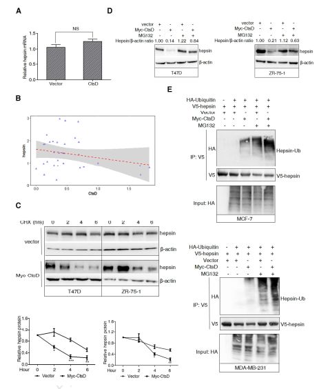 RayBiotech抗体芯片在组织蛋白酶D与hepsin泛素 - 蛋白酶体降解增强乳腺癌的侵袭和转移研究的应用(图4)