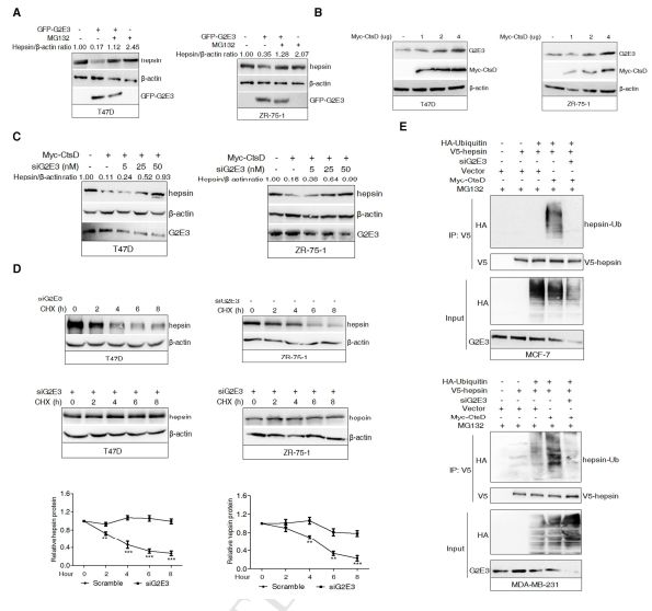 RayBiotech抗体芯片在组织蛋白酶D与hepsin泛素 - 蛋白酶体降解增强乳腺癌的侵袭和转移研究的应用(图5)