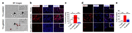 RayBiotech抗体芯片在肿瘤转移发生机制研究中的应用(图7)