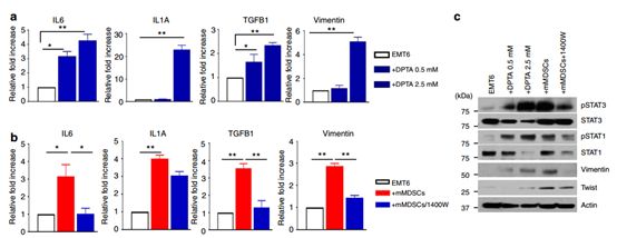 RayBiotech抗体芯片在肿瘤转移发生机制研究中的应用(图11)