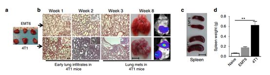 RayBiotech抗体芯片在肿瘤转移发生机制研究中的应用(图2)