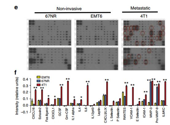 RayBiotech抗体芯片在肿瘤转移发生机制研究中的应用(图3)
