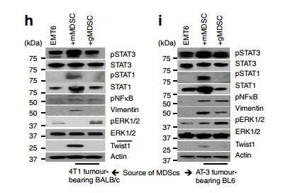 RayBiotech抗体芯片在肿瘤转移发生机制研究中的应用(图10)