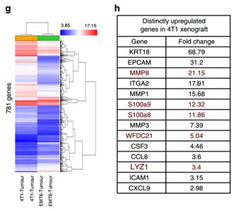 RayBiotech抗体芯片在肿瘤转移发生机制研究中的应用(图4)