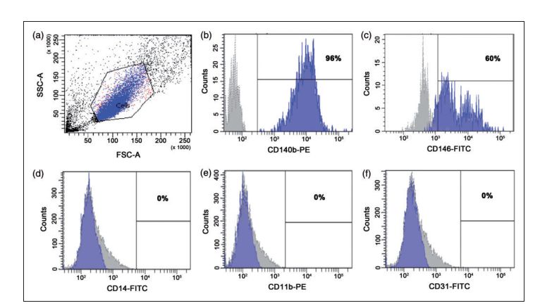 Raybiotech抗体芯片在周细胞响应血小板衍生的PDGF-BB分泌促再生分子研究中的应用(图2)