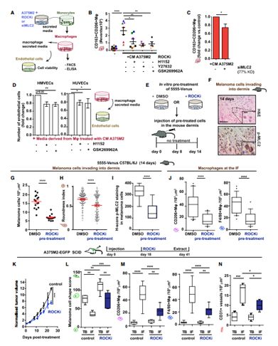 RayBiotech抗体芯片在肌球蛋白II通过免疫微环境对肿瘤的进展研究中的应用(图6)