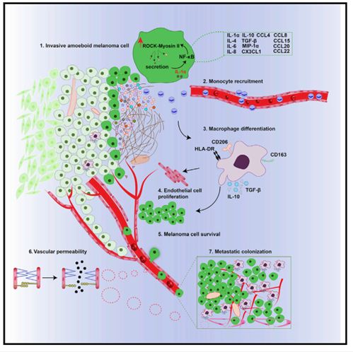 RayBiotech抗体芯片在肌球蛋白II通过免疫微环境对肿瘤的进展研究中的应用(图8)