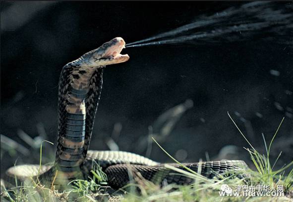 【津巴新闻】一中国人工厂现巨型毒蛇,专业蛇王帮您忙!(视频)