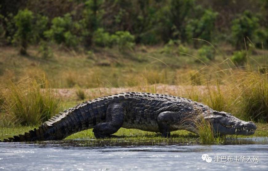 【津巴新闻】 津巴布韦有一个人类与鳄鱼共同生存的地方