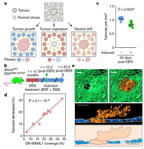 上皮细胞用什么染色博士解读 ｜ 正常上皮细胞突变克隆竞争和清除新生肿瘤细胞克隆_https://www.jmylbn.com_新闻资讯_第9张