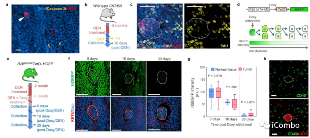上皮细胞用什么染色博士解读 ｜ 正常上皮细胞突变克隆竞争和清除新生肿瘤细胞克隆_https://www.jmylbn.com_新闻资讯_第7张