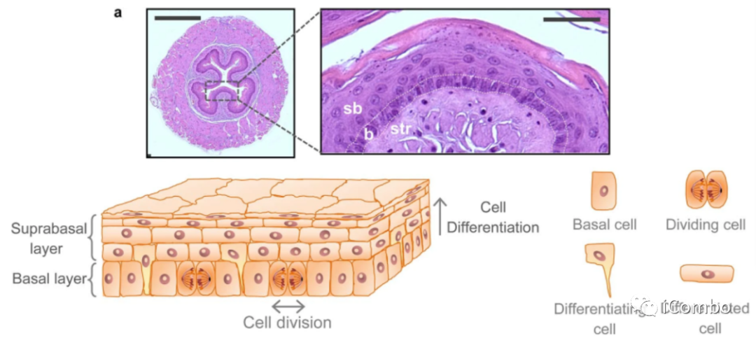 上皮细胞用什么染色博士解读 ｜ 正常上皮细胞突变克隆竞争和清除新生肿瘤细胞克隆_https://www.jmylbn.com_新闻资讯_第2张