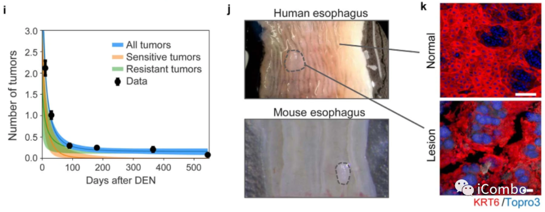 上皮细胞用什么染色博士解读 ｜ 正常上皮细胞突变克隆竞争和清除新生肿瘤细胞克隆_https://www.jmylbn.com_新闻资讯_第11张