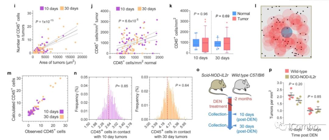 上皮细胞用什么染色博士解读 ｜ 正常上皮细胞突变克隆竞争和清除新生肿瘤细胞克隆_https://www.jmylbn.com_新闻资讯_第8张