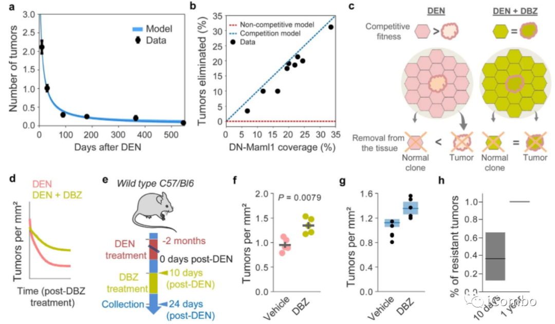 上皮细胞用什么染色博士解读 ｜ 正常上皮细胞突变克隆竞争和清除新生肿瘤细胞克隆_https://www.jmylbn.com_新闻资讯_第10张