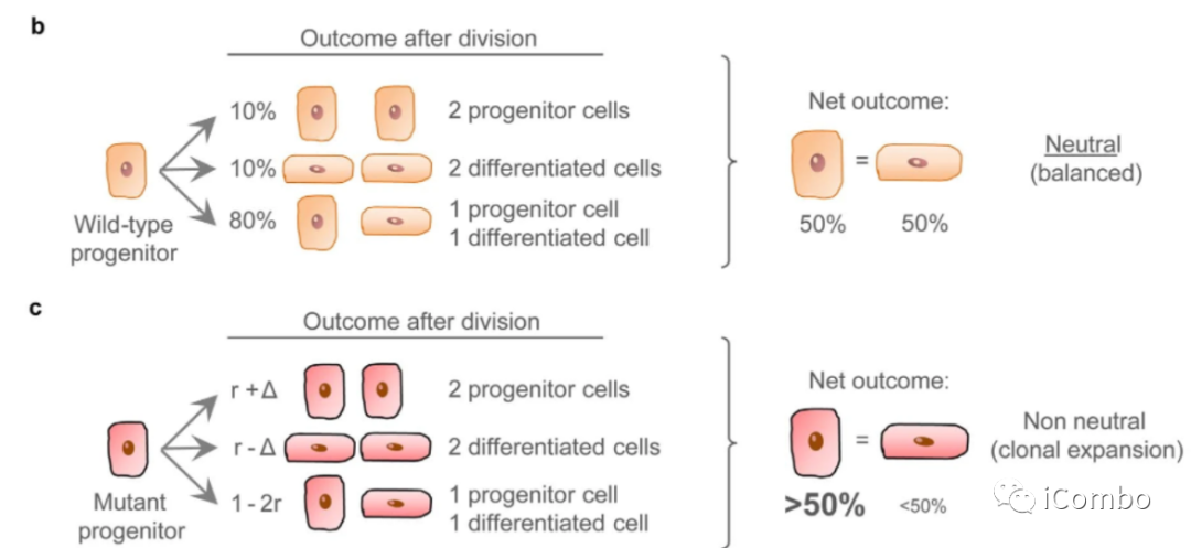 上皮细胞用什么染色博士解读 ｜ 正常上皮细胞突变克隆竞争和清除新生肿瘤细胞克隆_https://www.jmylbn.com_新闻资讯_第3张