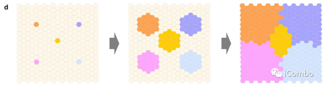 上皮细胞用什么染色博士解读 ｜ 正常上皮细胞突变克隆竞争和清除新生肿瘤细胞克隆_https://www.jmylbn.com_新闻资讯_第4张